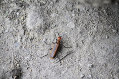 Pyrota tenuicostatis