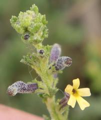 Jamesbrittenia pristisepala