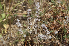 Acantholimon caryophyllaceum