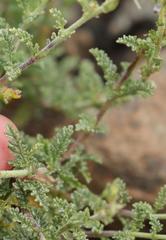 Jamesbrittenia pristisepala