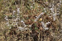 Acantholimon caryophyllaceum