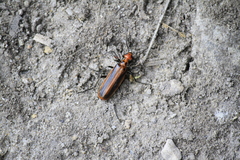 Pyrota tenuicostatis