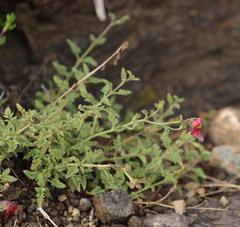 Jamesbrittenia aspleniifolia