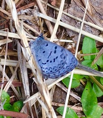 Celastrina echo sidara