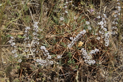 Acantholimon caryophyllaceum