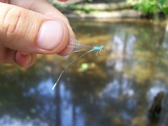 Enallagma daeckii