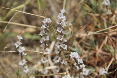 Acantholimon caryophyllaceum