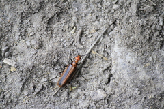 Pyrota tenuicostatis