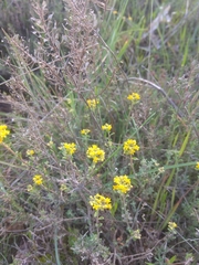 Alyssum serpyllifolium