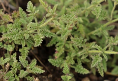 Jamesbrittenia aspleniifolia