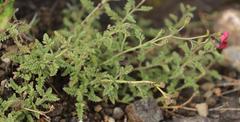 Jamesbrittenia aspleniifolia