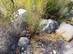 Protea subulifolia