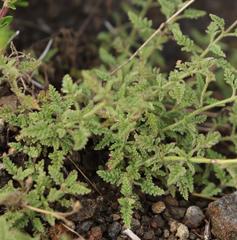 Jamesbrittenia aspleniifolia