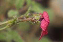 Jamesbrittenia aspleniifolia