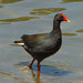 Dusky Moorhen - Photo (c) Jeff Chapman, some rights reserved (CC BY-NC), uploaded by Jeff Chapman