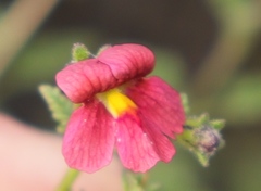 Jamesbrittenia aspleniifolia