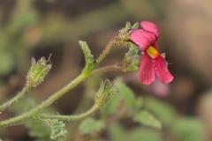 Jamesbrittenia aspleniifolia