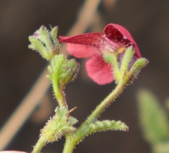 Jamesbrittenia aspleniifolia