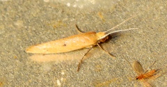 Ypsolopha ochrella