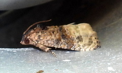 Ecdytolopha mana