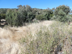 Searsia ciliata