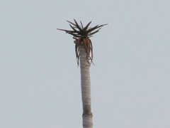 Aloidendron