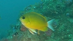 Chrominae