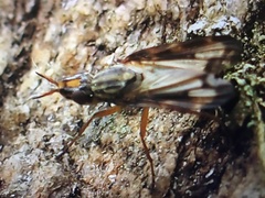 Dorycera