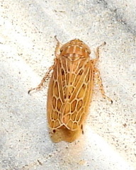 Amplicephalus osborni