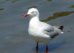 Chroicocephalus novaehollandiae