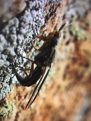 Dorycera
