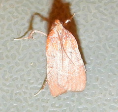 Galasa nigrinodis
