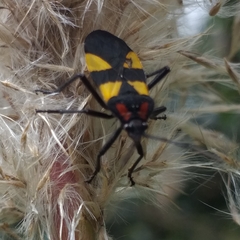 Oncopeltus orourkeae