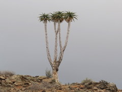 Aloidendron pillansii
