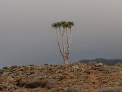 Aloidendron pillansii