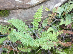 Anemia vestita