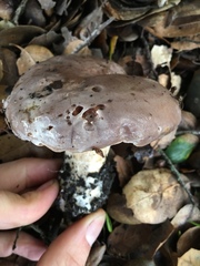 Lactarius argillaceifolius image