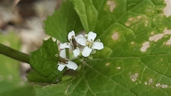 Alliaria petiolata