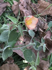 Callianthe pauciflora
