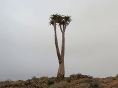 Aloidendron pillansii