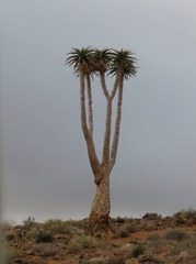 Aloidendron pillansii