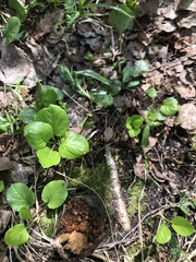 Pyrola rotundifolia