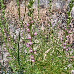 Sairocarpus multiflorus