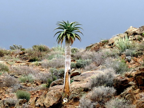 Giant Quiver Tree (Aloidendron pillansii) · iNaturalist