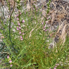Sairocarpus multiflorus