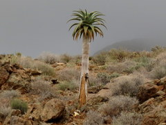 Aloidendron pillansii