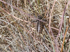 Acanthoplus