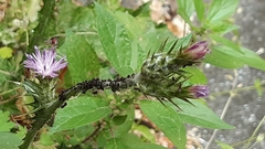 Carduus pycnocephalus