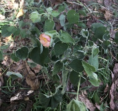 Callianthe pauciflora