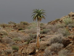 Aloidendron pillansii